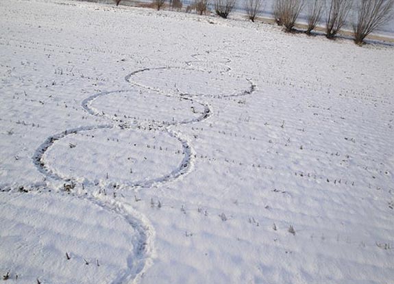 crop circle at Hoeven | December 22 2009