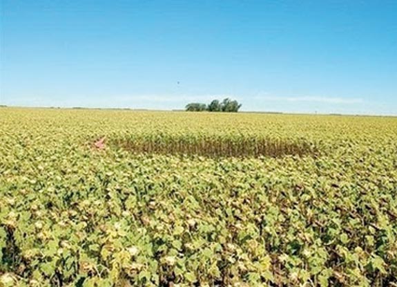 crop circle at Del Campillo | March 15 2010