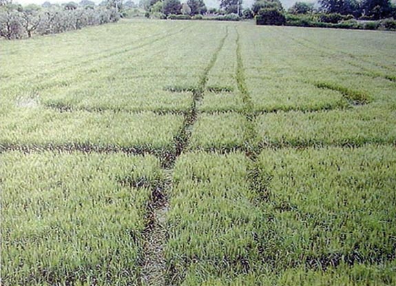 crop circle at San Marco alle Paludi | May 22 2010