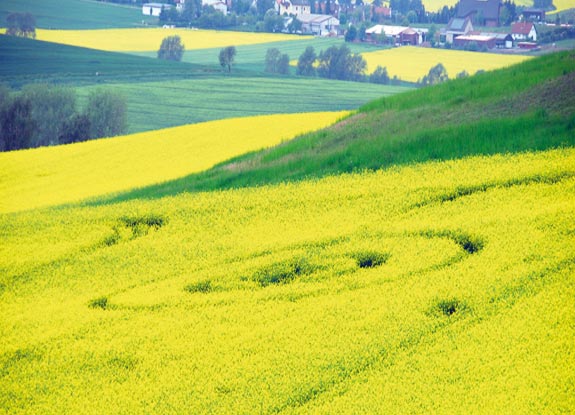 crop circle at Zierenberg | May 23 2010