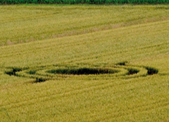 crop circle at Santa Maria d'Adige | June 03 2010