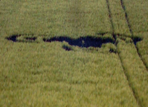 crop circle at Lamine | June 15 2010