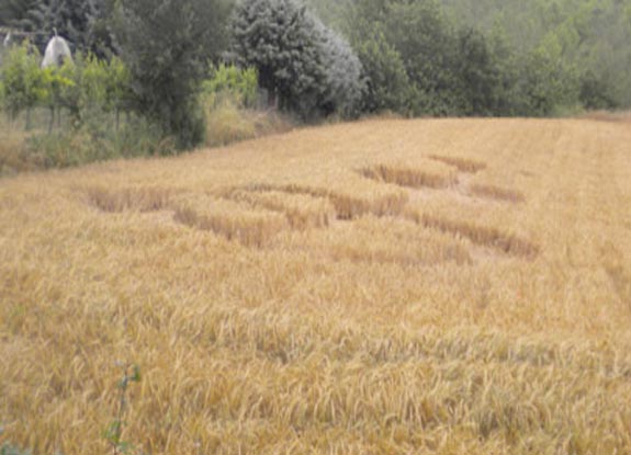 crop circle at Umbertide | June 20 2010