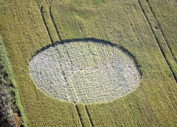 crop circle at Hawton | June 22 2010