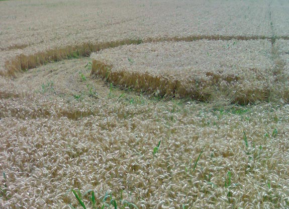 crop circle at Albeirate | June 28 2010