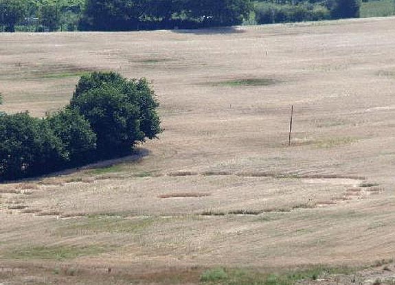 crop circle at Montacuto | June 30 2010