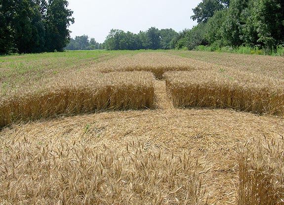 crop circle at Foglizzo | July 01 2010