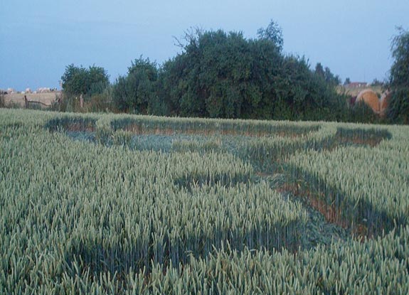 crop circle at Momalle | July 11 2010