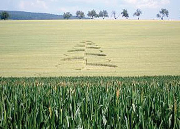 crop circle at Slapanice | July 11 2010