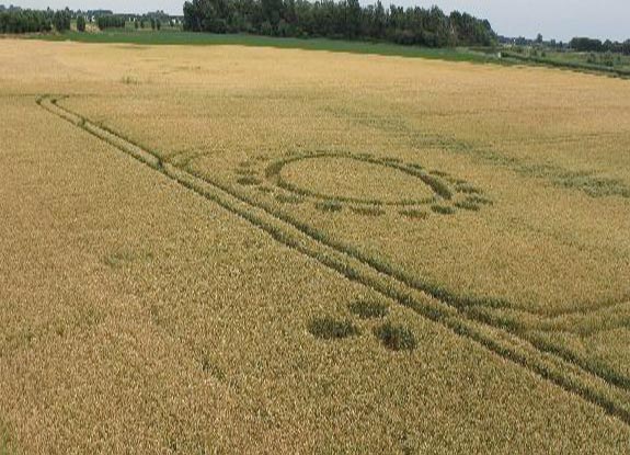 crop circle at Zevenberg | July 21 2010