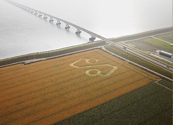 crop circle at Zevenbergen | July 23 2010