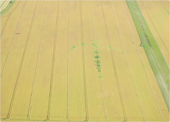 crop circle at Alton Barnes | July 25 2010