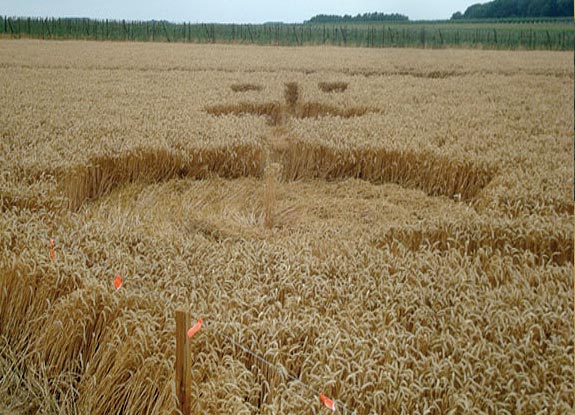 crop circle at Oleye | July 29 2010