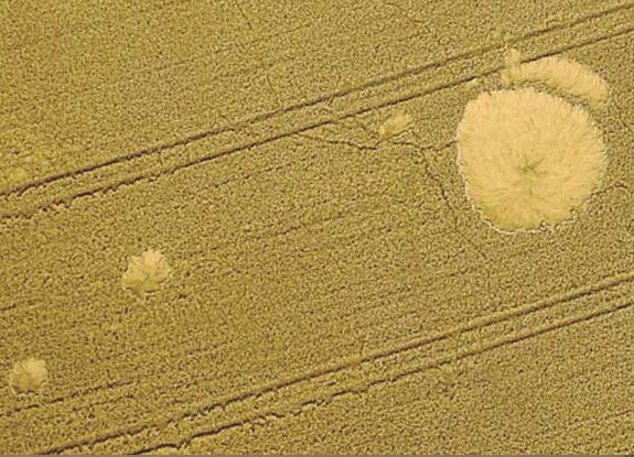 crop circle at Westbury | August 01 2010