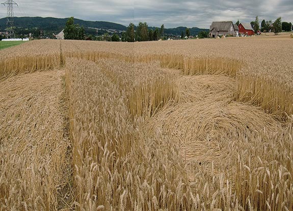 crop circle at Ballestad | August 15 2010