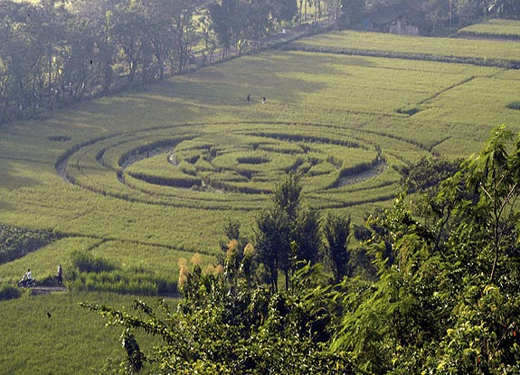 crop circle at Sleman | January  23 2011