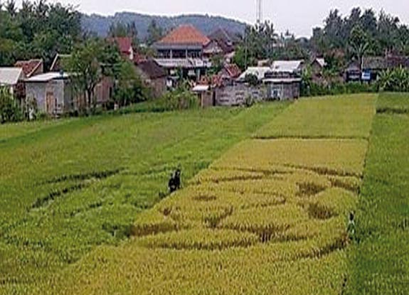 crop circle at Wanujoyo | January 25 2011