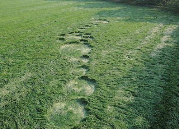 crop circle at Bosschenhoofd | April 24 2011