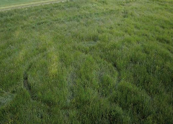 crop circle at Oudenbusch | May 12 2011