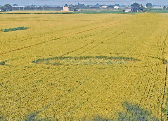 crop circle at Savarna | June 03 2011