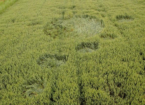 crop circle at Hoeven | June 16 2011