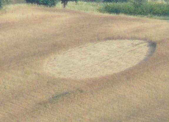 crop circle at Massignano | June 18 2011