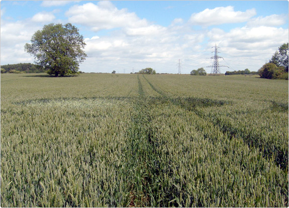 crop circle at Upper Coberly | June 20 2011