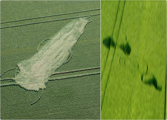 crop circle at Alton Barnes | June 22 2011