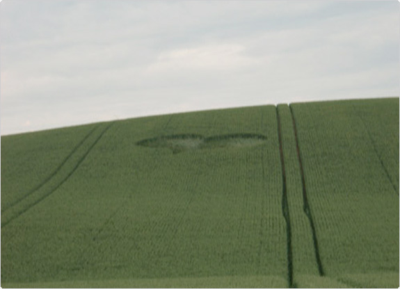 crop circle at Beelsby | June 26 2011