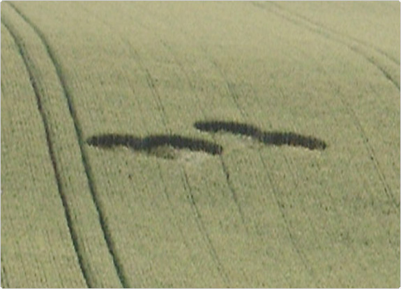 crop circle at Beelsby | June 26 2011