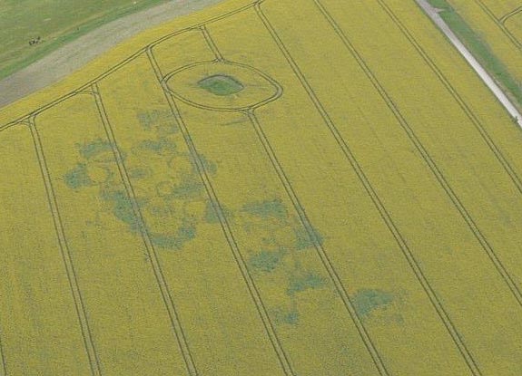 crop circle at Roundway Hill | July 23 2011