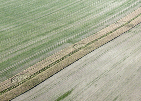 crop circle at Alton Barnes | October 03 2011