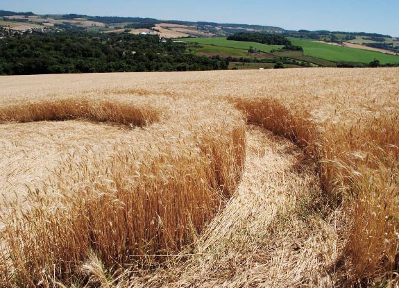 crop circle at Ouro Verde | November 04 2011