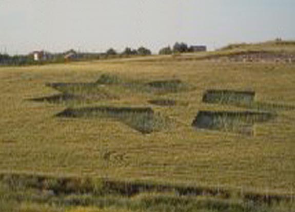 crop circle at Riesi | May 05 2012