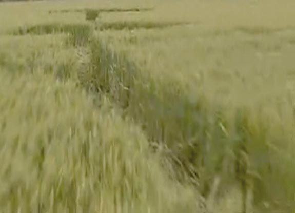 crop circle at Saltocchio | June 02 2012