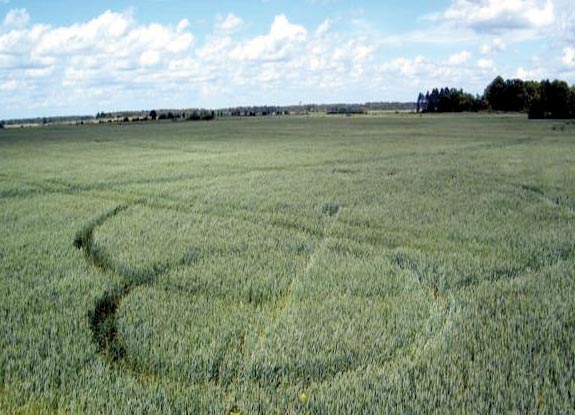 crop circle at Lecava | June 17 2012