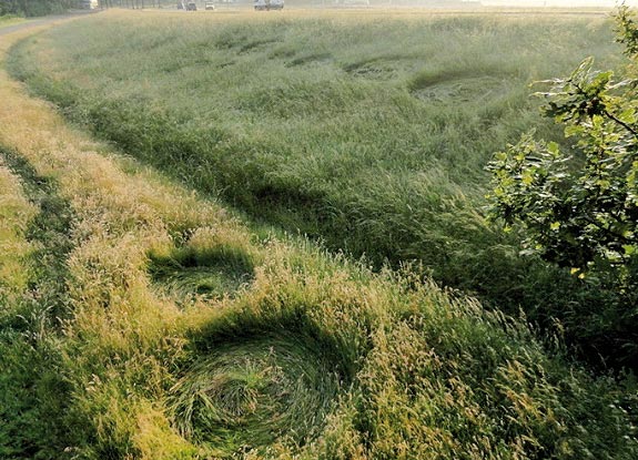 crop circle at Bosschenhoofd l | June 19 2012