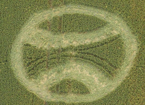 crop circle at Stanton St Bernard | June 26 2012