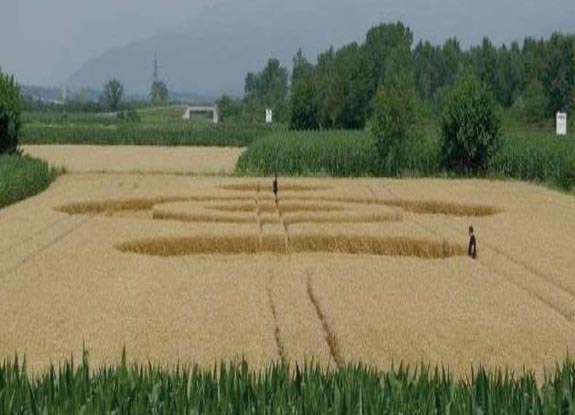 crop circle at Salt di Povoletto | June 30 2012