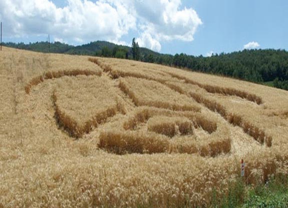 crop circle at Corneto di Toano | July 06 2012