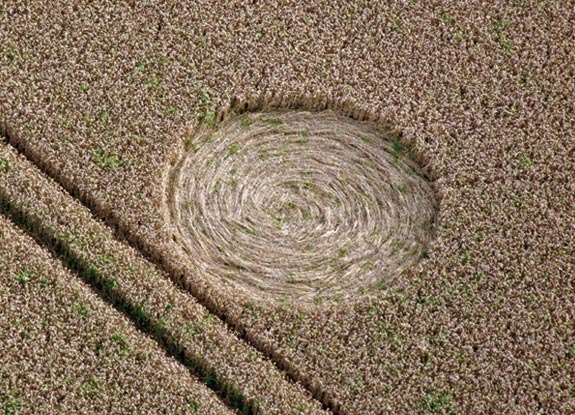 crop circle at Charlton | August 11 2012
