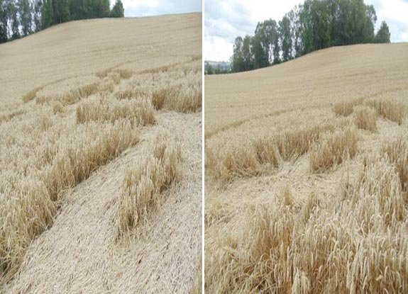 crop circle at Radford Semele | August 18 2012