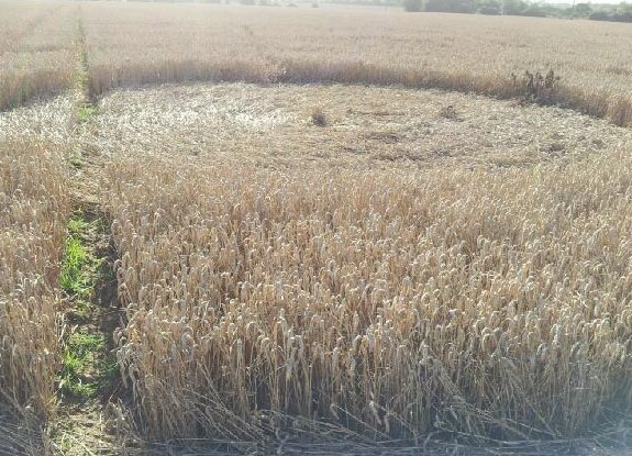 crop circle at Rochford |  September 07 2012