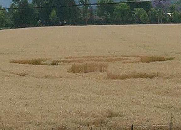 crop circle at Chicoana |  October 21 2012