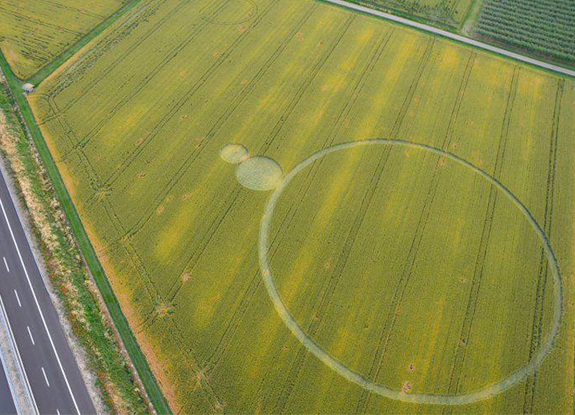 crop circle at Barbiano Lugo | June 06 2013