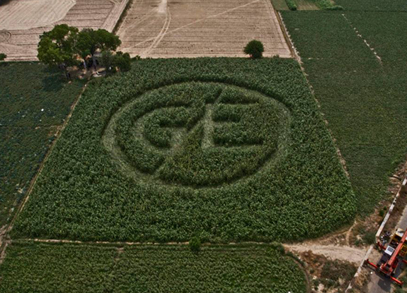 crop circle at Najafgarh | June 11 2013