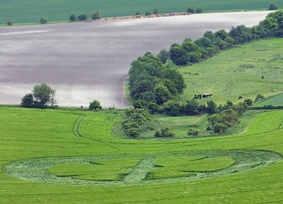 crop circle at Stanton St Bernard | June 22 2013