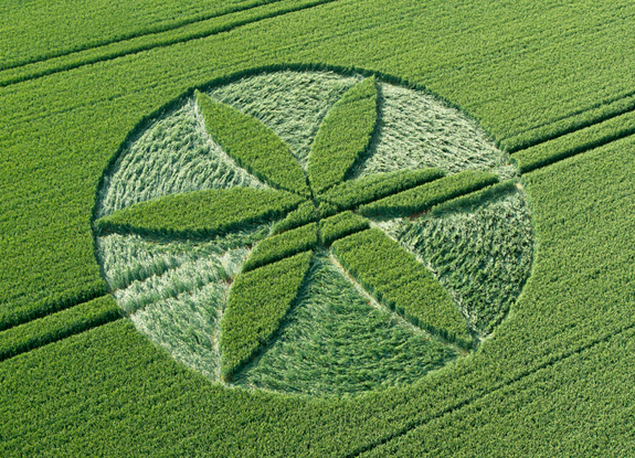 crop circle at Yatesbury | June 25 2013