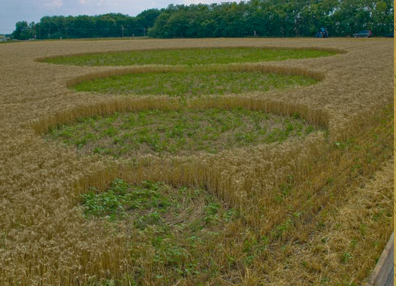 crop circle at Grigorovka | late June 2013