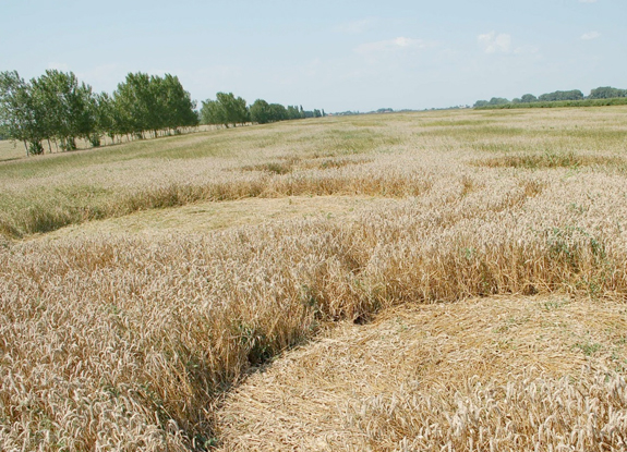 crop circle at Michurinsky | July 08 2013